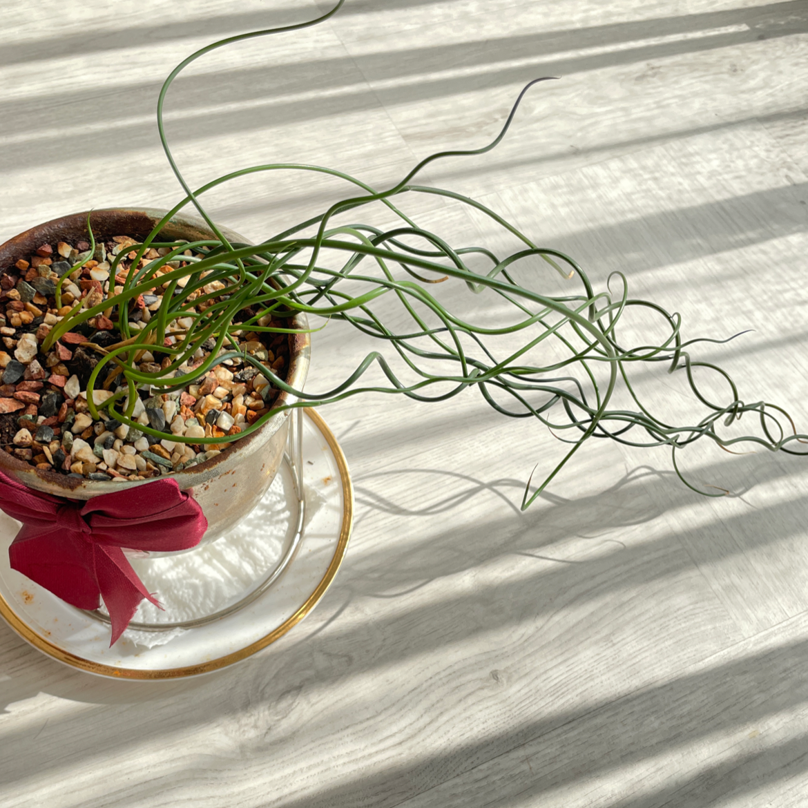 Photo of the plant species Common Rush by @Dfakhary named Juncus spiralis on Greg, the plant care app