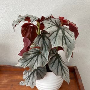 Rex Begonia plant photo by @PlantEuphoria named Lola on Greg, the plant care app.