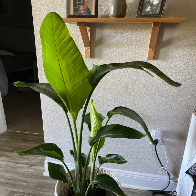 White Bird of Paradise plant photo by @PlantEuphoria named Brenda on Greg, the plant care app.