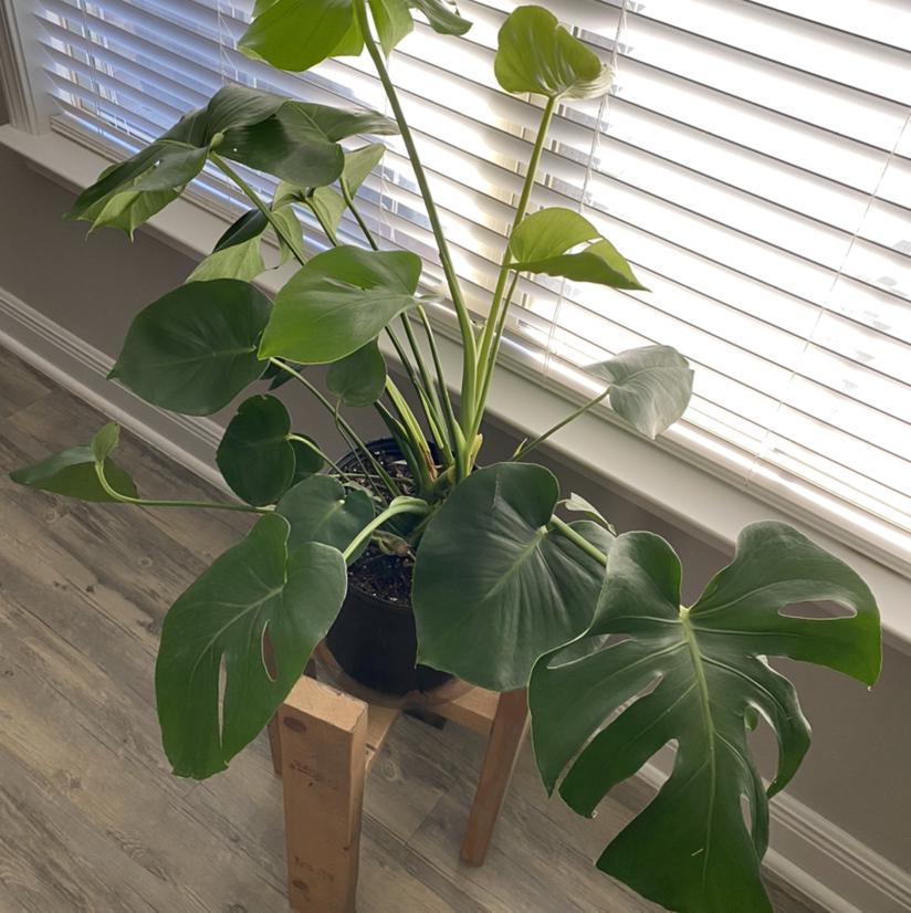 Monstera plant photo by @PlantEuphoria named Bob on Greg, the plant care app.