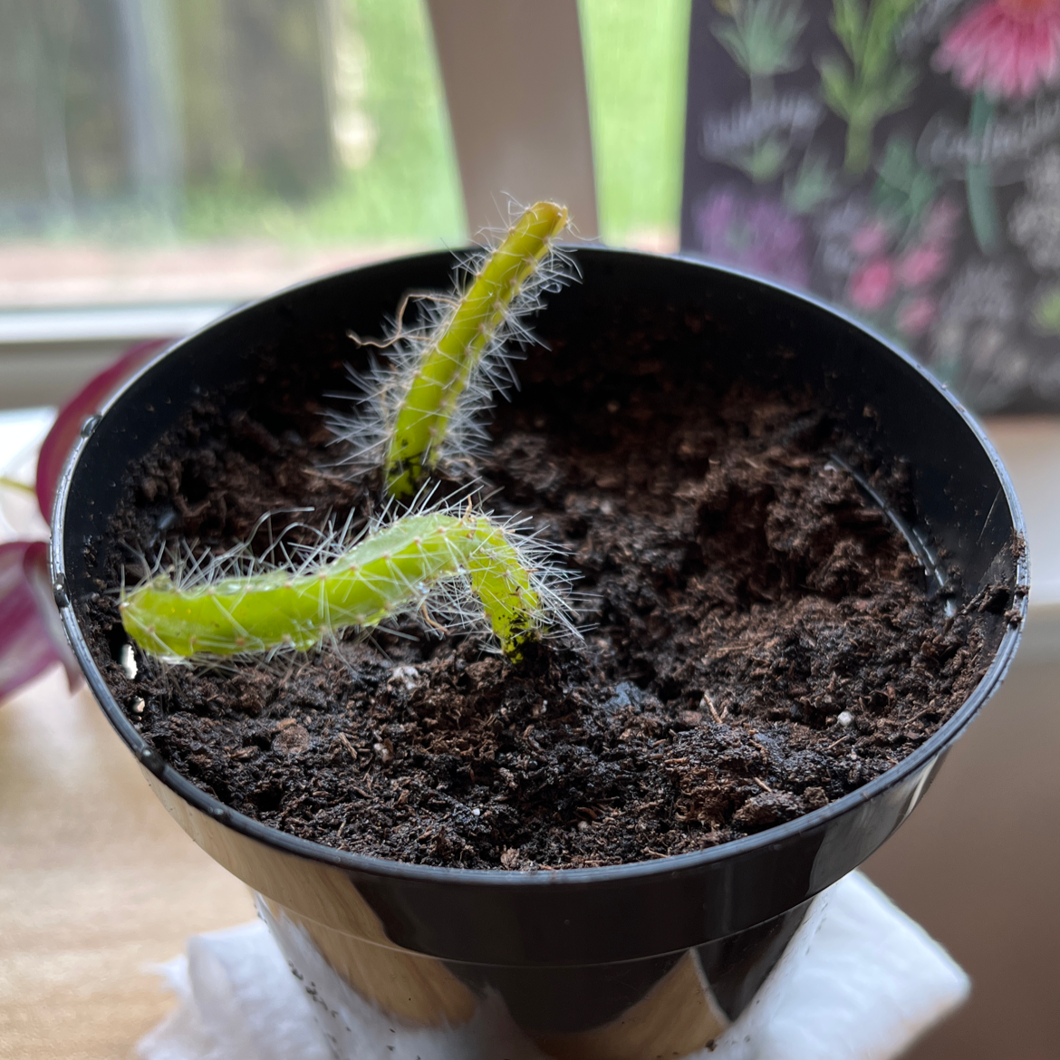 Dog Tail Cactus in a black pot with two healthy stems and visible soil.