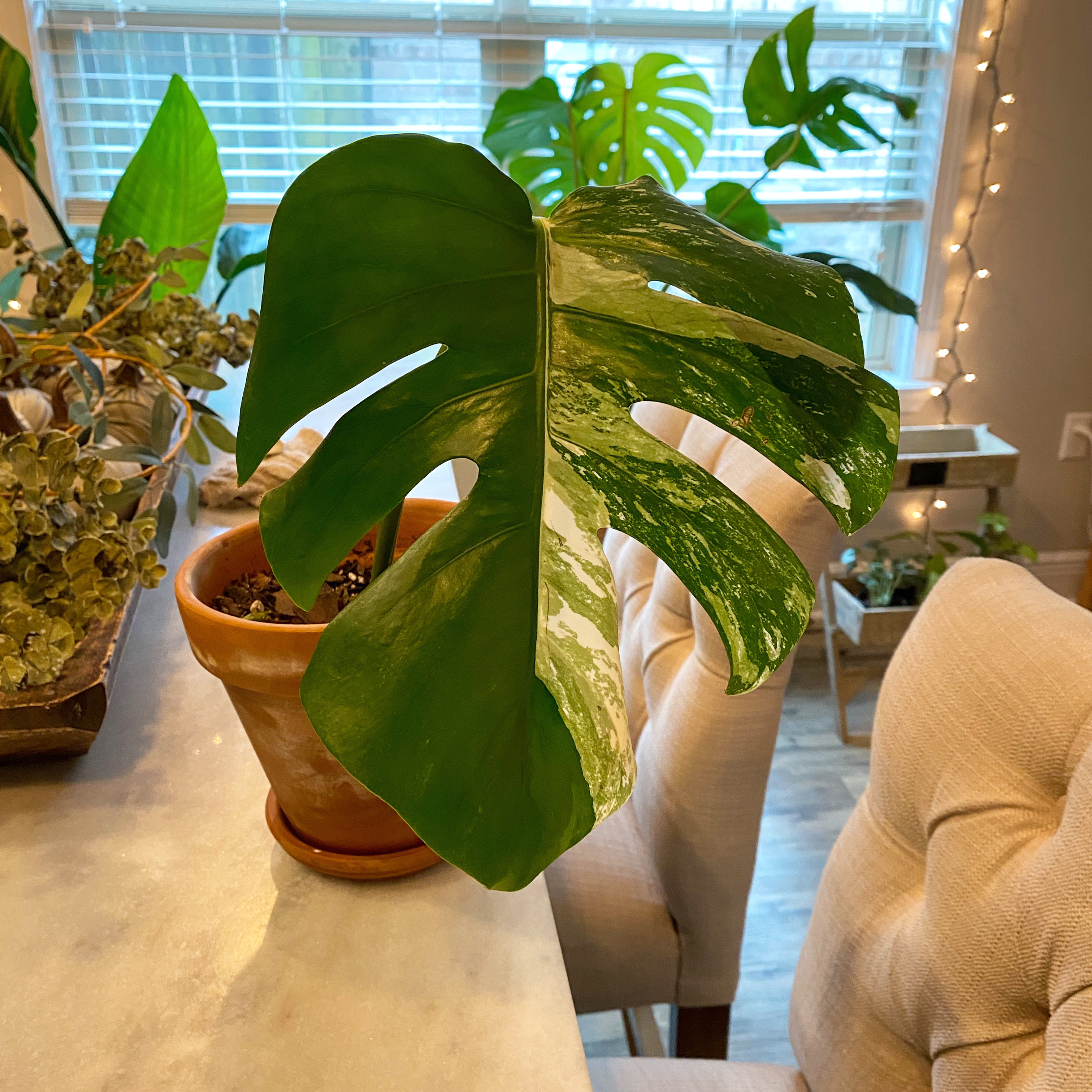 Variegated Monstera plant in a terracotta pot on a table, with vibrant green and white leaves.