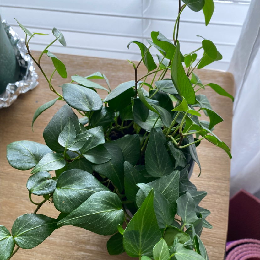 English Ivy plant photo by @PlantEuphoria named Tolkien on Greg, the plant care app.