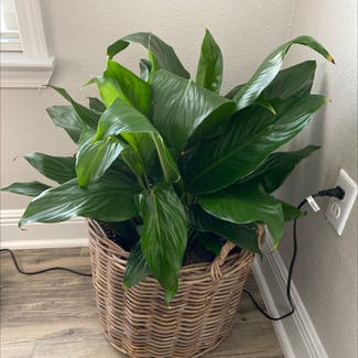 Peace Lily plant in Foley, Alabama
