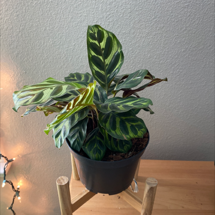 Cathedral Windows plant photo by @PlantEuphoria named Pax on Greg, the plant care app.