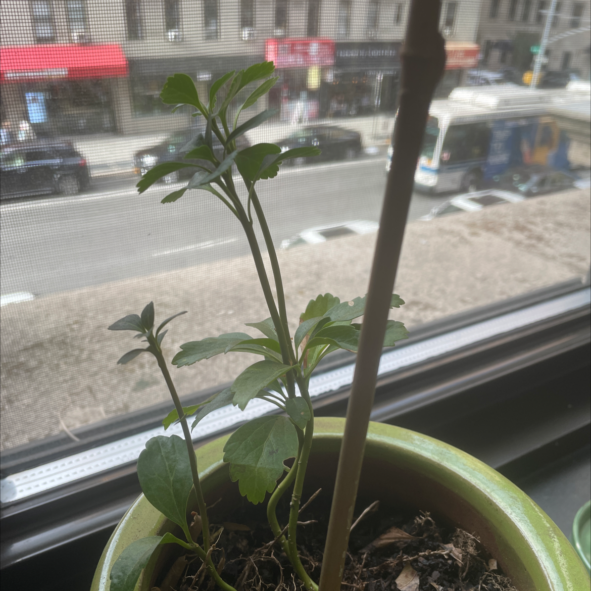 A healthy potted Cathedral Bells plant with glossy green leaves sits on a window sill overlooking a city street.