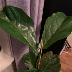 Fiddle Leaf Fig plant