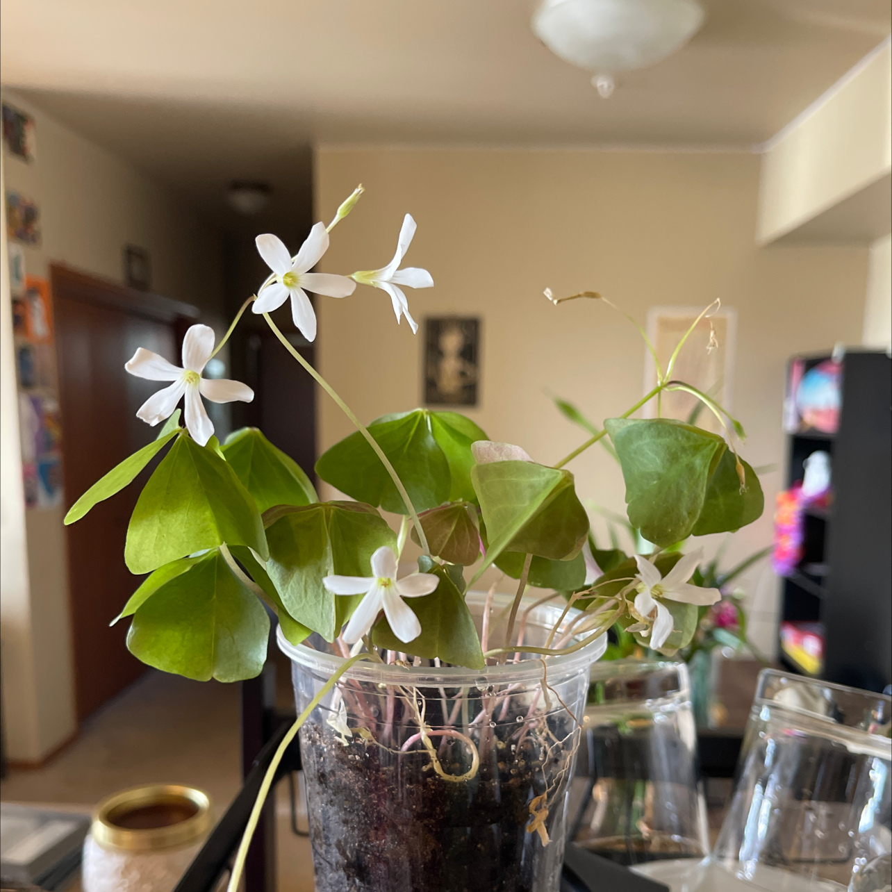 Common Yellow Woodsorrel plant in a clear container with white flowers and green leaves.