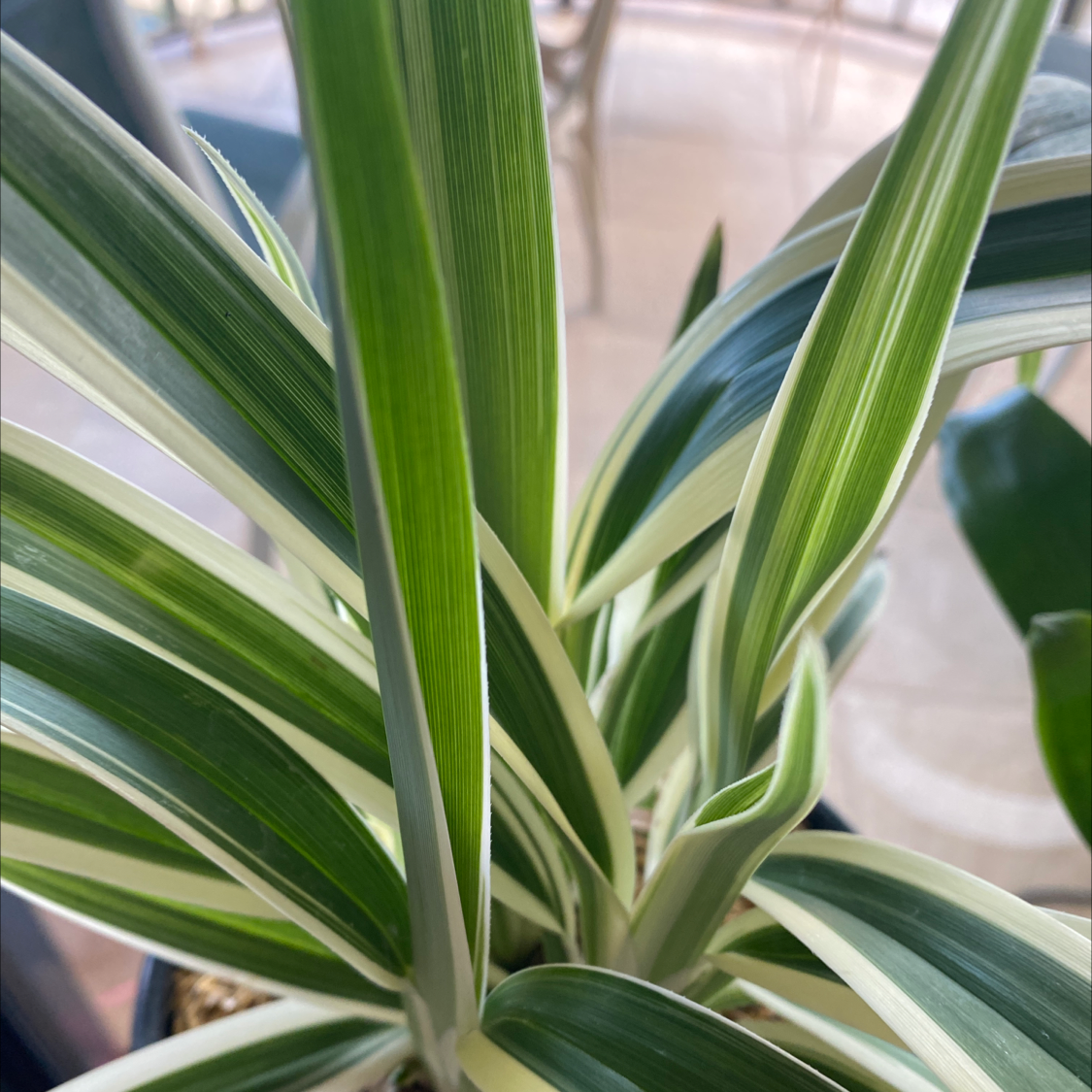Tasman Flax-Lily with variegated green and white leaves, healthy appearance.