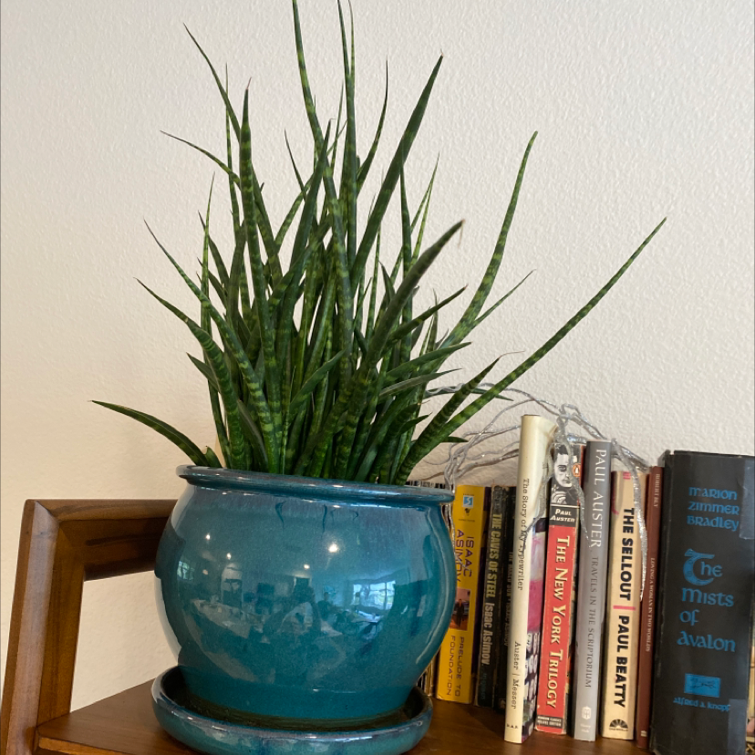 Dracaena 'Mikado' plant in a blue pot on a wooden shelf with books in the background.