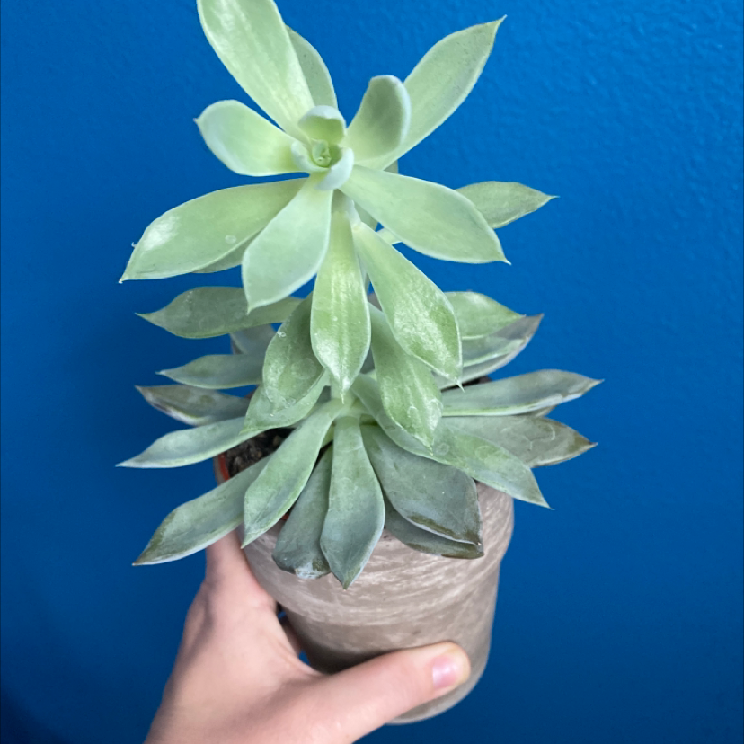 drooping star of bethlehem flower