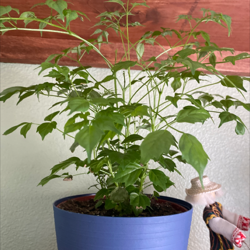 A hand pointing to the lush, green leaves of a thriving China Doll plant in a blue ceramic pot.