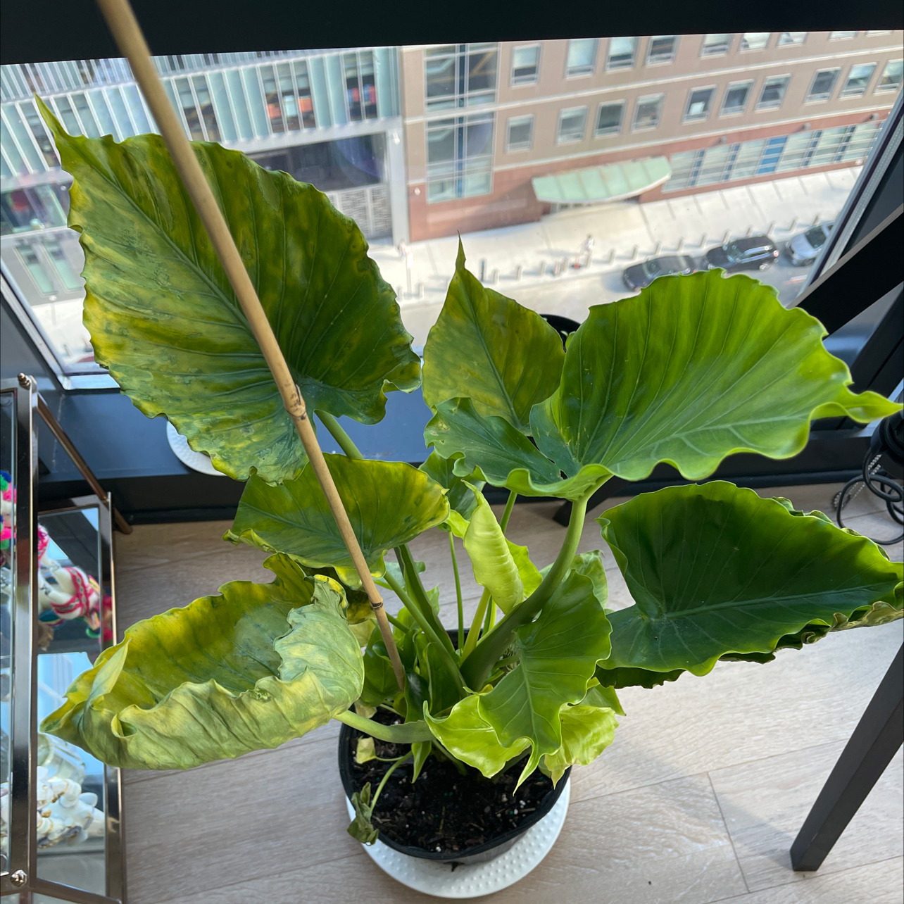 Photo of the plant species Arrowleaf Elephant Ear by Agos named Alocasia on Greg, the plant care app