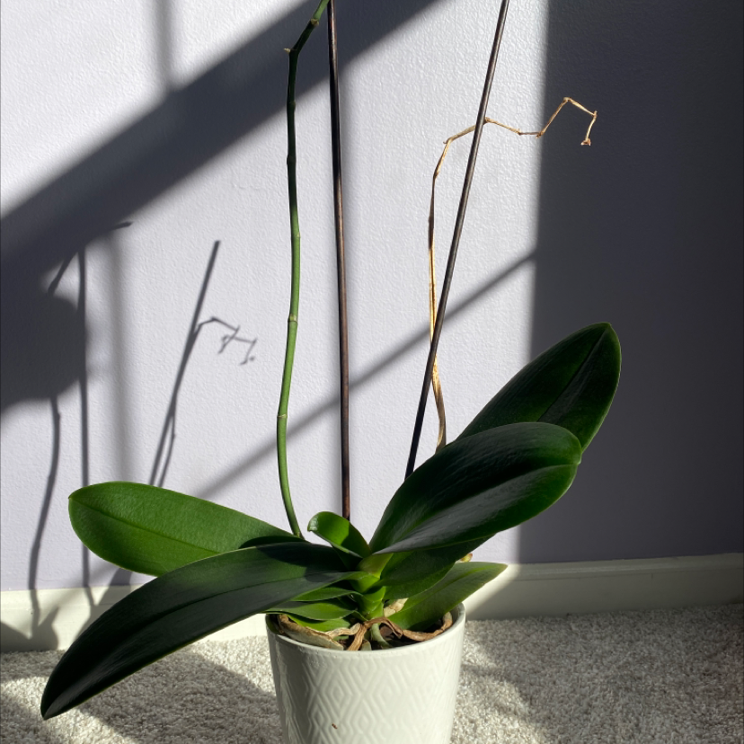 Moon Orchid plant photo by @Solista named Vivian on Greg, the plant care app.