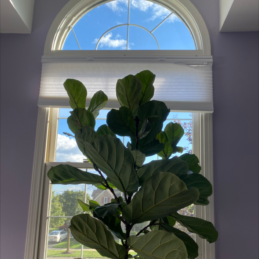 Fiddle Leaf Fig plant photo by @Solista named Vanessa on Greg, the plant care app.