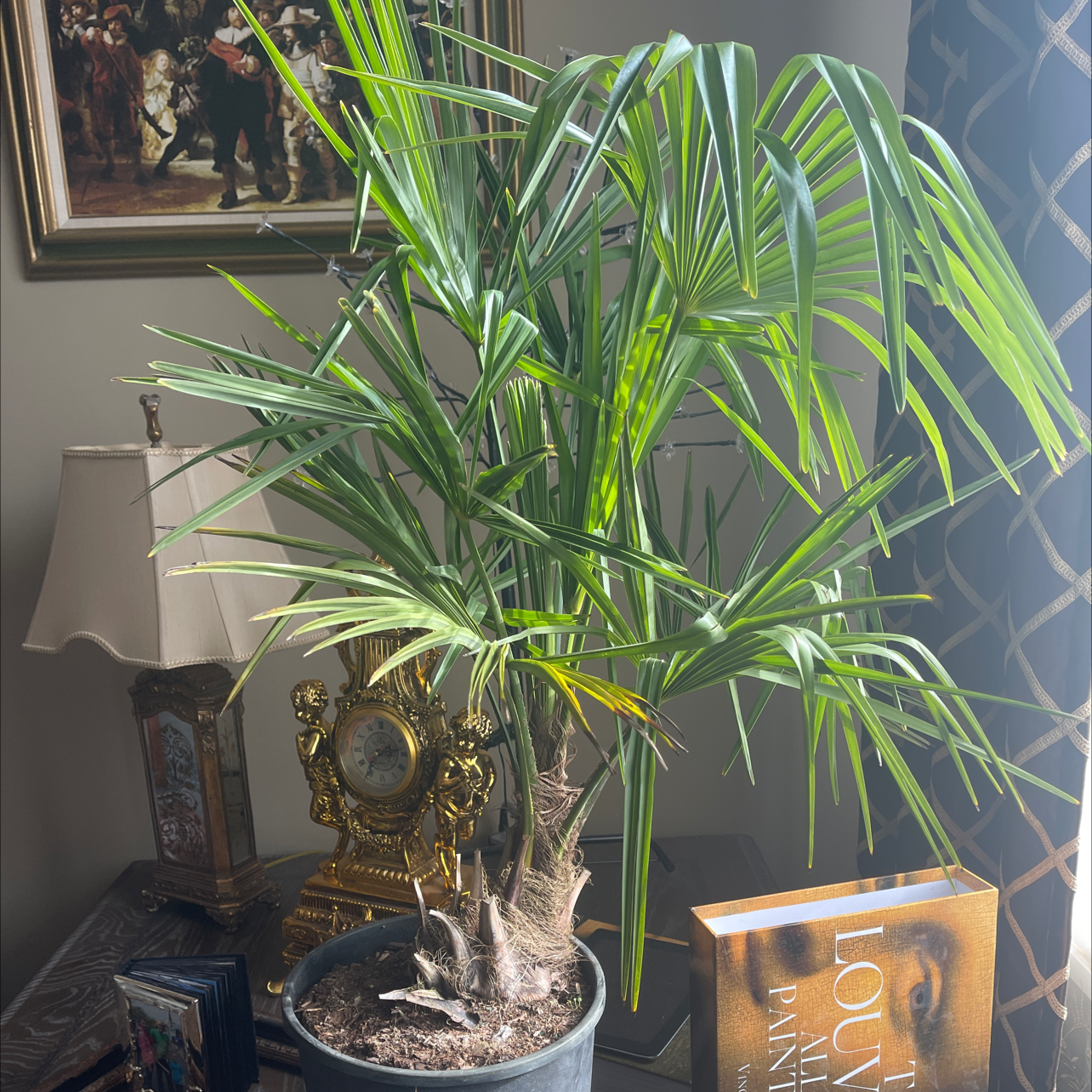 Chinese Windmill Palm in a pot indoors, vibrant green leaves, visible soil.