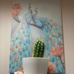 Xique-Xique Cactus plant