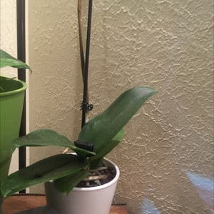 Jewel Orchid plant photo by Hortiguy86 named Apollo on Greg, the plant care app.