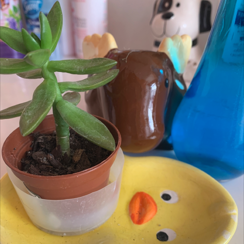 Sedum adolphi 'Golden Glow' succulent in a small pot with various objects in the background.