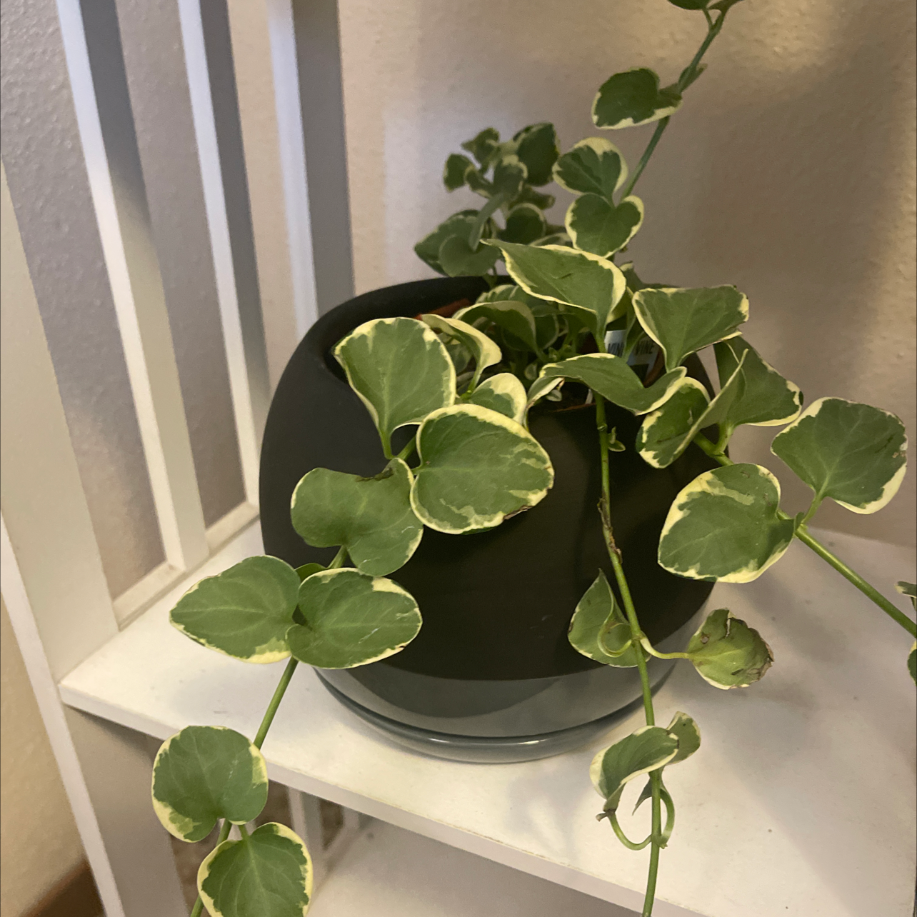A healthy vining peperomia plant with round green and white leaves, trailing over the sides of a black pot on a white shelf.