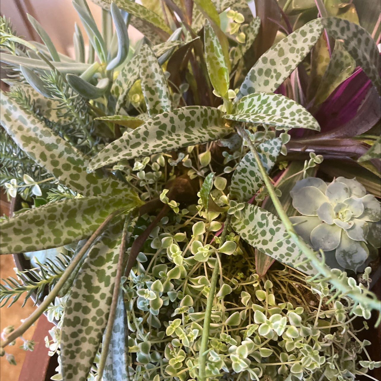 Silver Squill plant with spotted leaves in a mixed arrangement with other species.