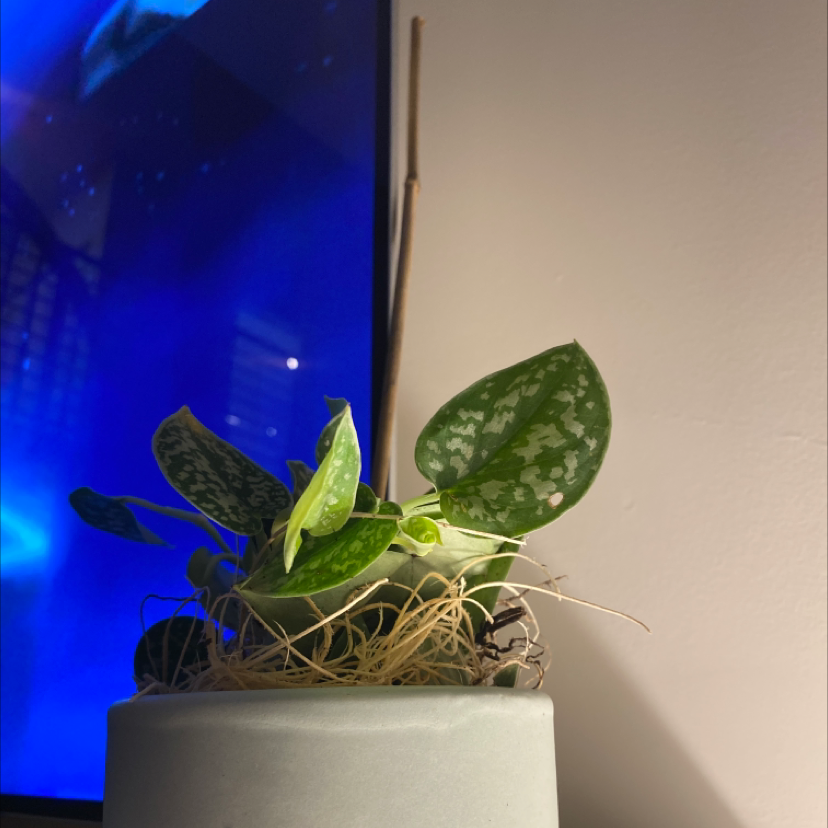 Satin Pothos plant photo by @abbienutter named Uptodate on Greg, the plant care app.