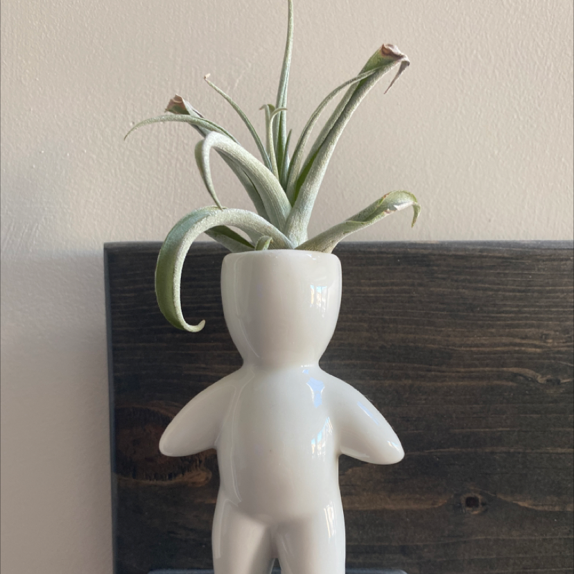 Tillandsia Xerographica plant photo by @abbienutter named Elvis on Greg, the plant care app.