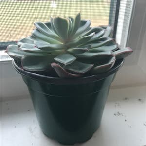 Echeveria Elegans plant photo by Cass named Suculant on Greg, the plant care app.