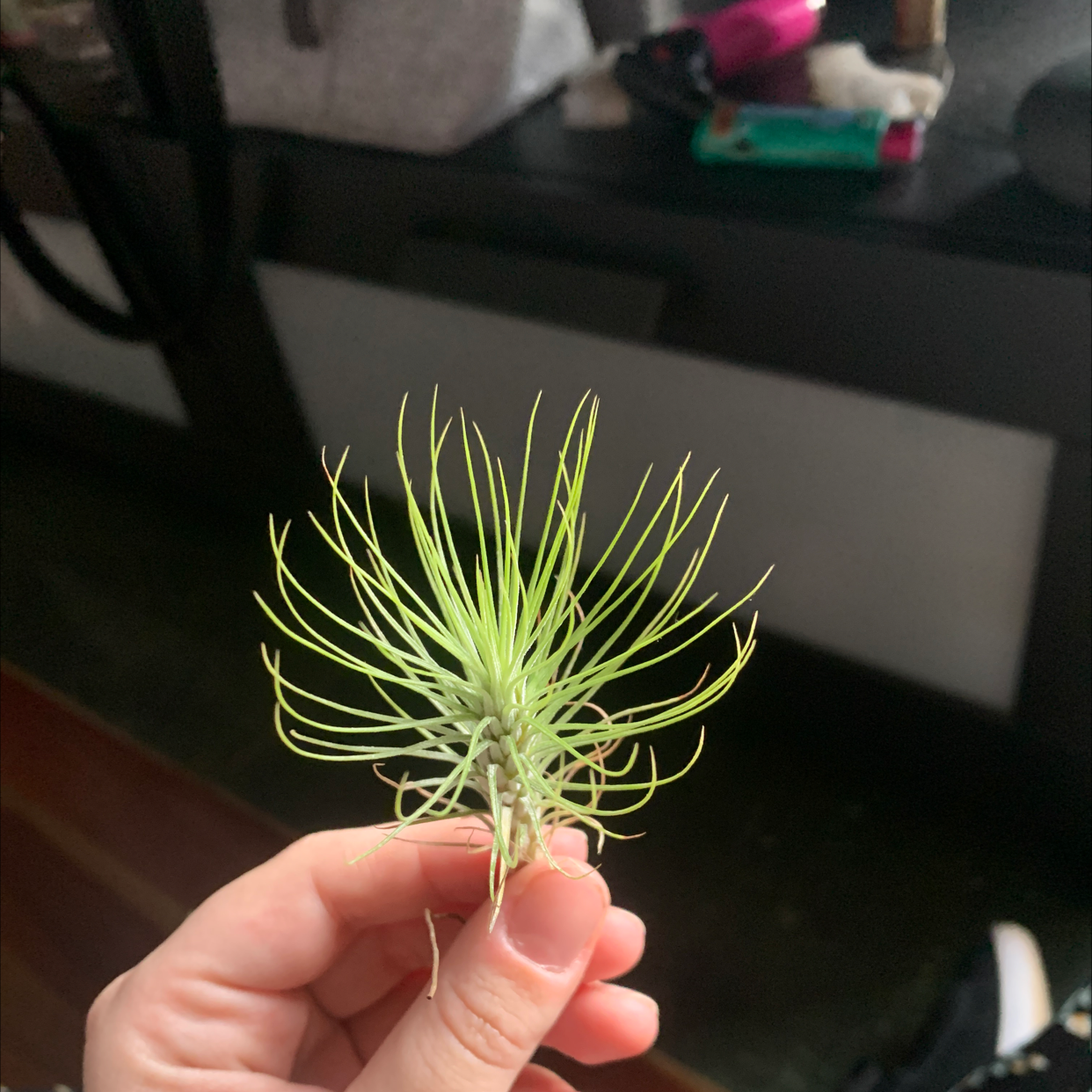 Tillandsia andreana plant held by a hand, appears healthy with vibrant green leaves.