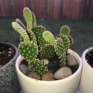 Bunny Ears Cactus plant in Oromocto, New Brunswick