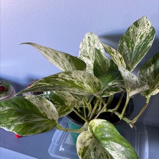 Marble Queen Pothos plant in Oromocto, New Brunswick