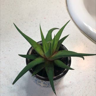 Aloe Vera plant in Oromocto, New Brunswick