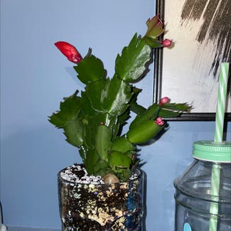 False Christmas Cactus plant in Oromocto, New Brunswick