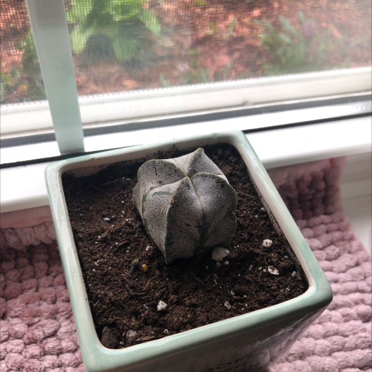 Bishop's Cap Cactus in a small pot on a windowsill with visible soil.