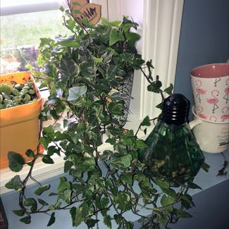 English Ivy plant in Oromocto, New Brunswick
