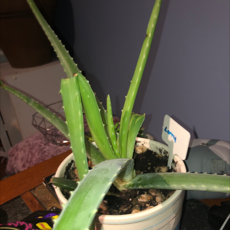 Aloe vera plant photo by @rhe.phillips01 named Larry on Greg, the plant care app.