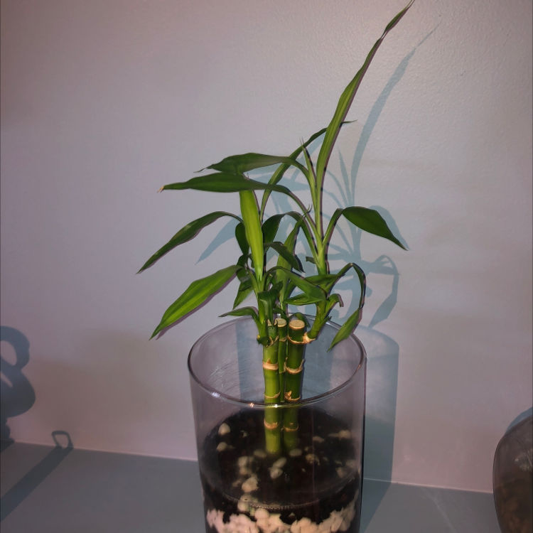 Lucky Bamboo plant photo by @rhe.phillips01 named Bamby on Greg, the plant care app.