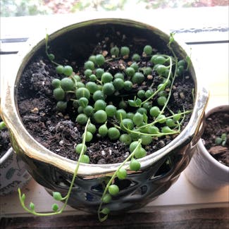 String of Pearls plant in Oromocto, New Brunswick