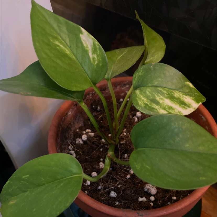 Taro Vine plant photo by @jcvc10 named tina on Greg, the plant care app.