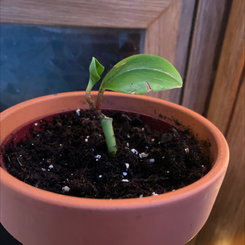 Rubber Plant plant photo by @jcvc10 named jerm on Greg, the plant care app.