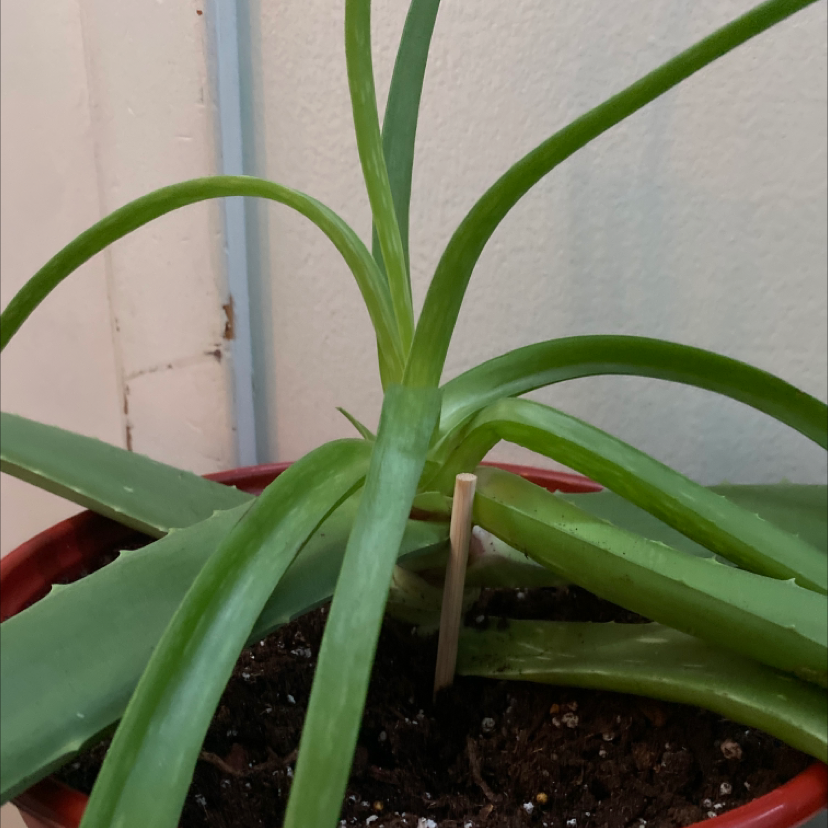 Aloe vera plant photo by @jcvc10 named gary on Greg, the plant care app.
