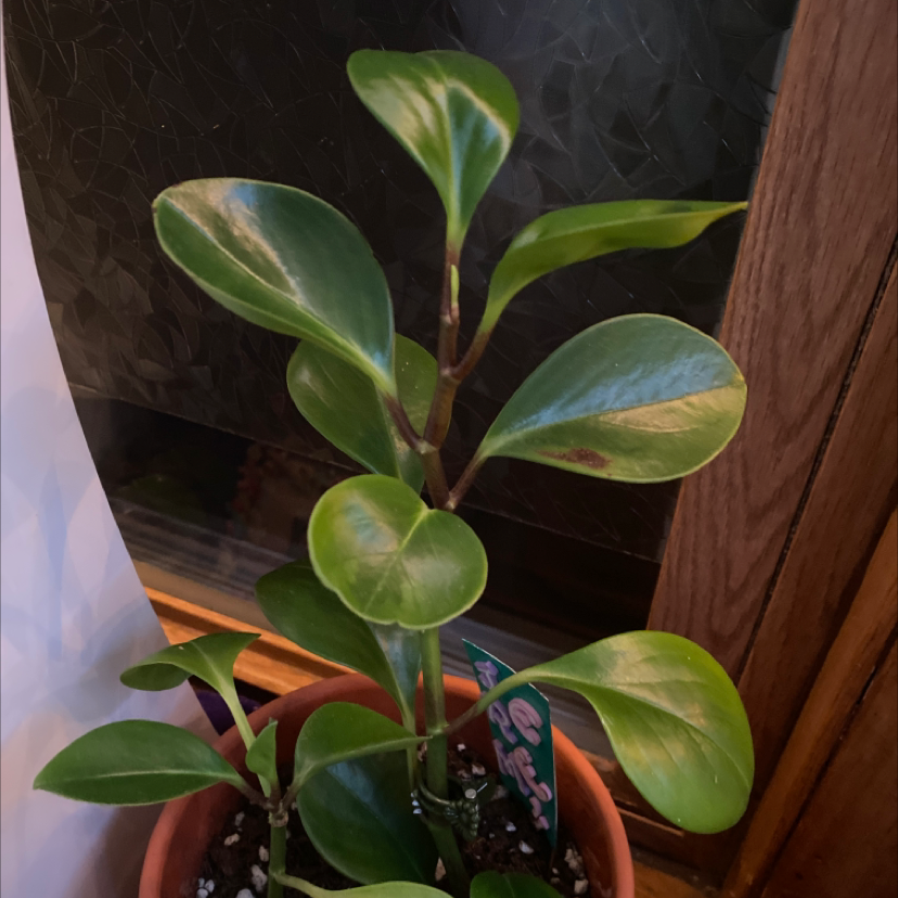 Baby Rubber Plant plant photo by @jcvc10 named jeremy on Greg, the plant care app.
