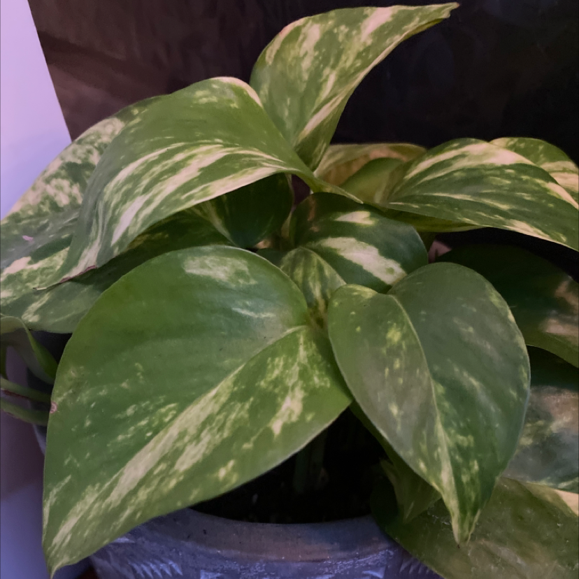 Taro Vine plant photo by @jcvc10 named plato on Greg, the plant care app.