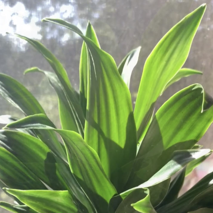 Healthy Dracaena 'Janet Craig Compacta' plant with vibrant green leaves.