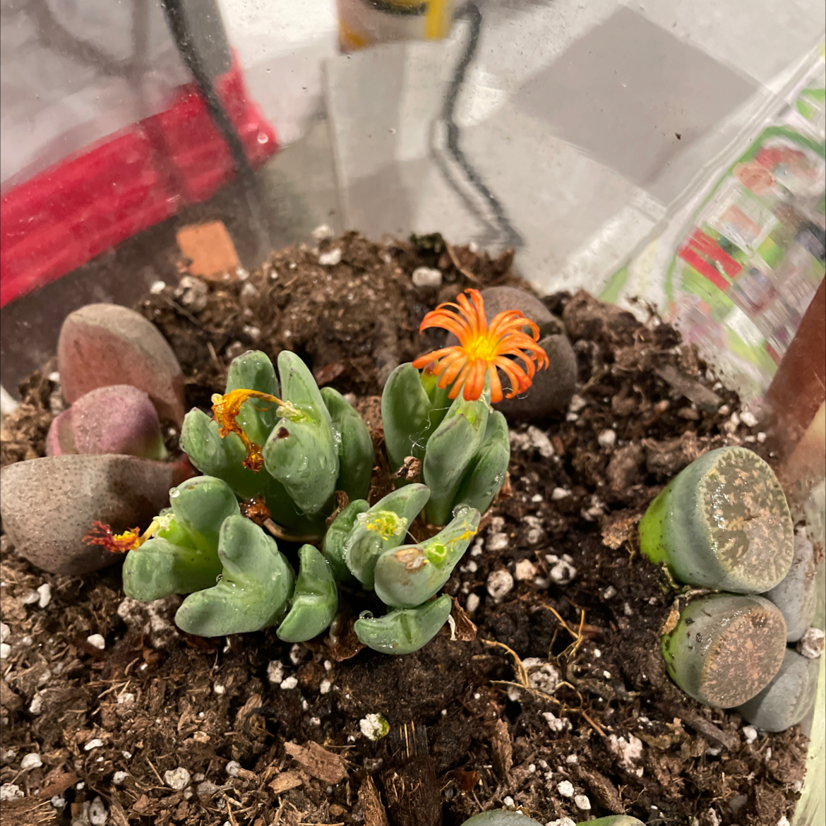 Living Pebble plant photo by Linda named Love on Greg, the plant care app.