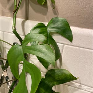 Mini Monstera plant photo by Linda named Your plant on Greg, the plant care app.