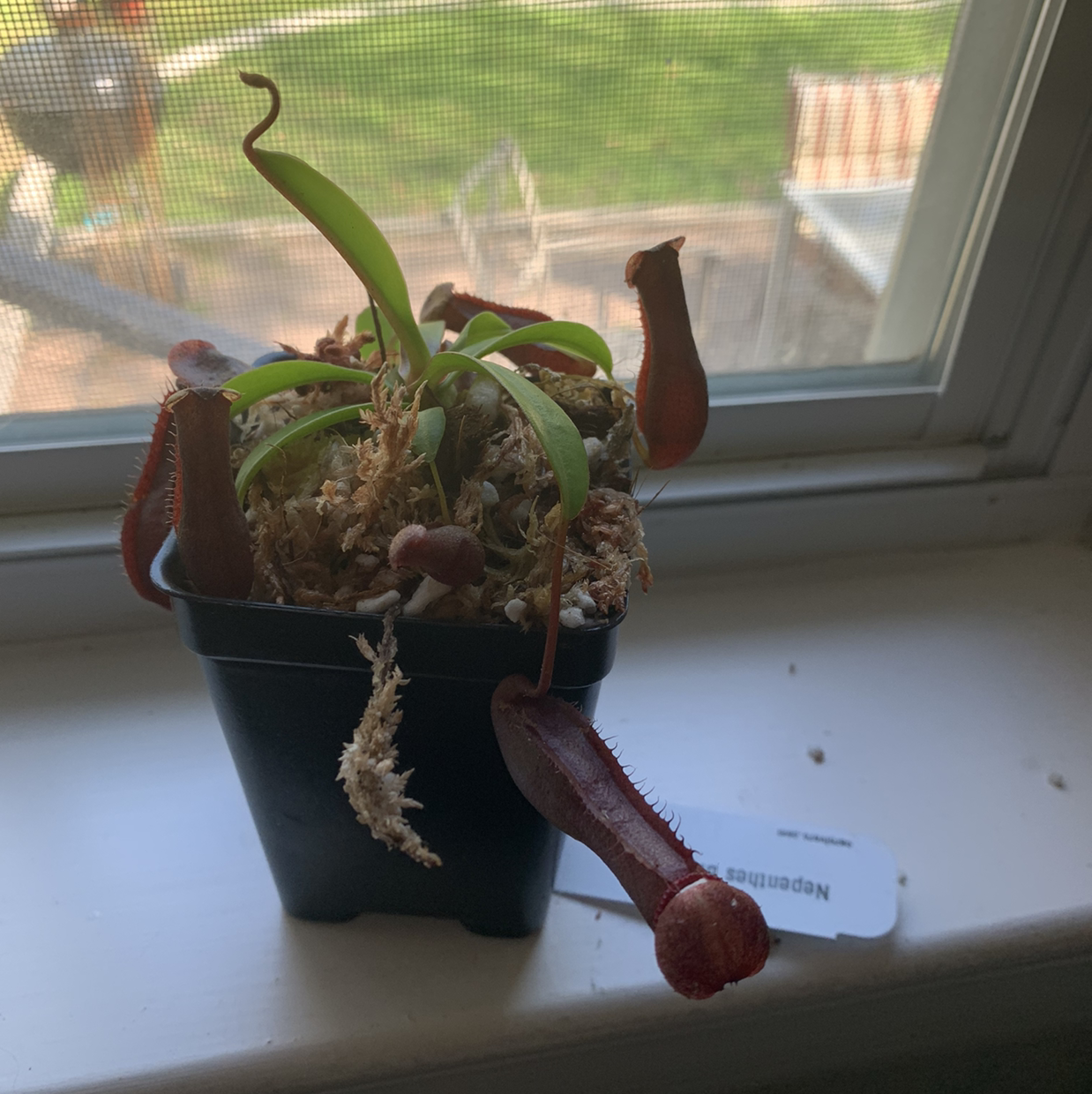 Photo of the plant species Nepenthes inermis by @emilymccutie named Ari on Greg, the plant care app