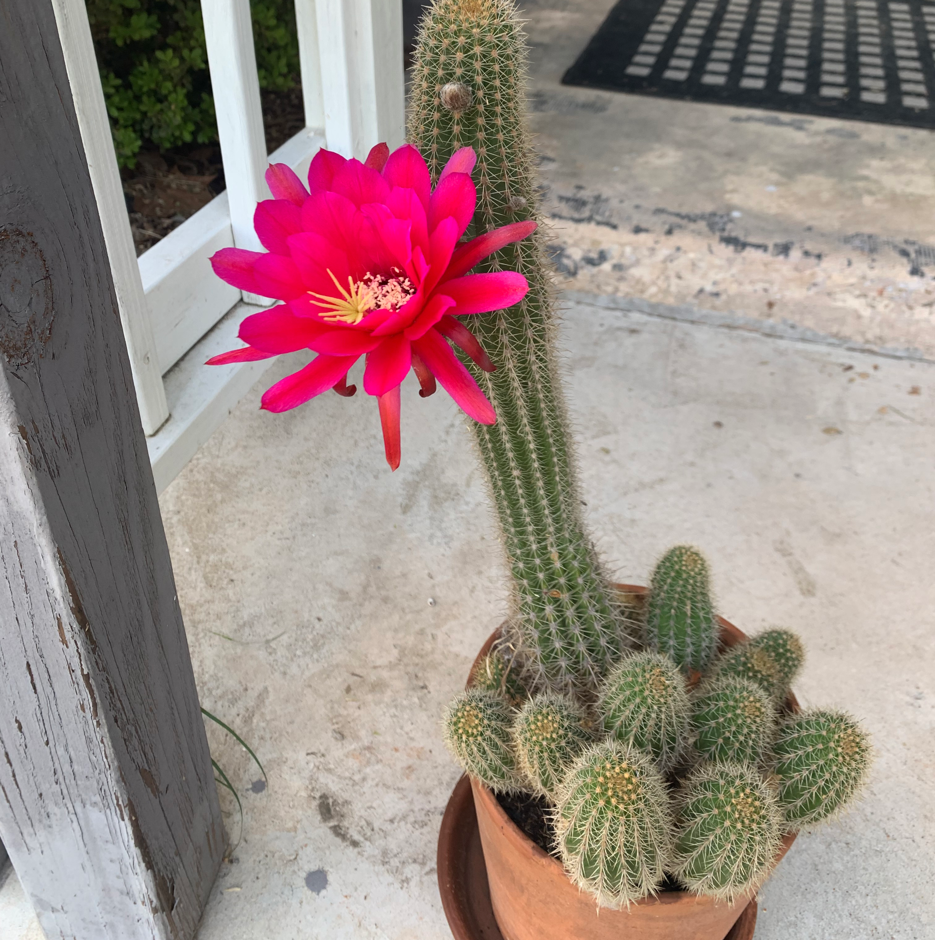 A potted Lace Hedgehog Cactus with a large red flower, appearing healthy and well-cared for on a weathered concrete surface outdoors.
