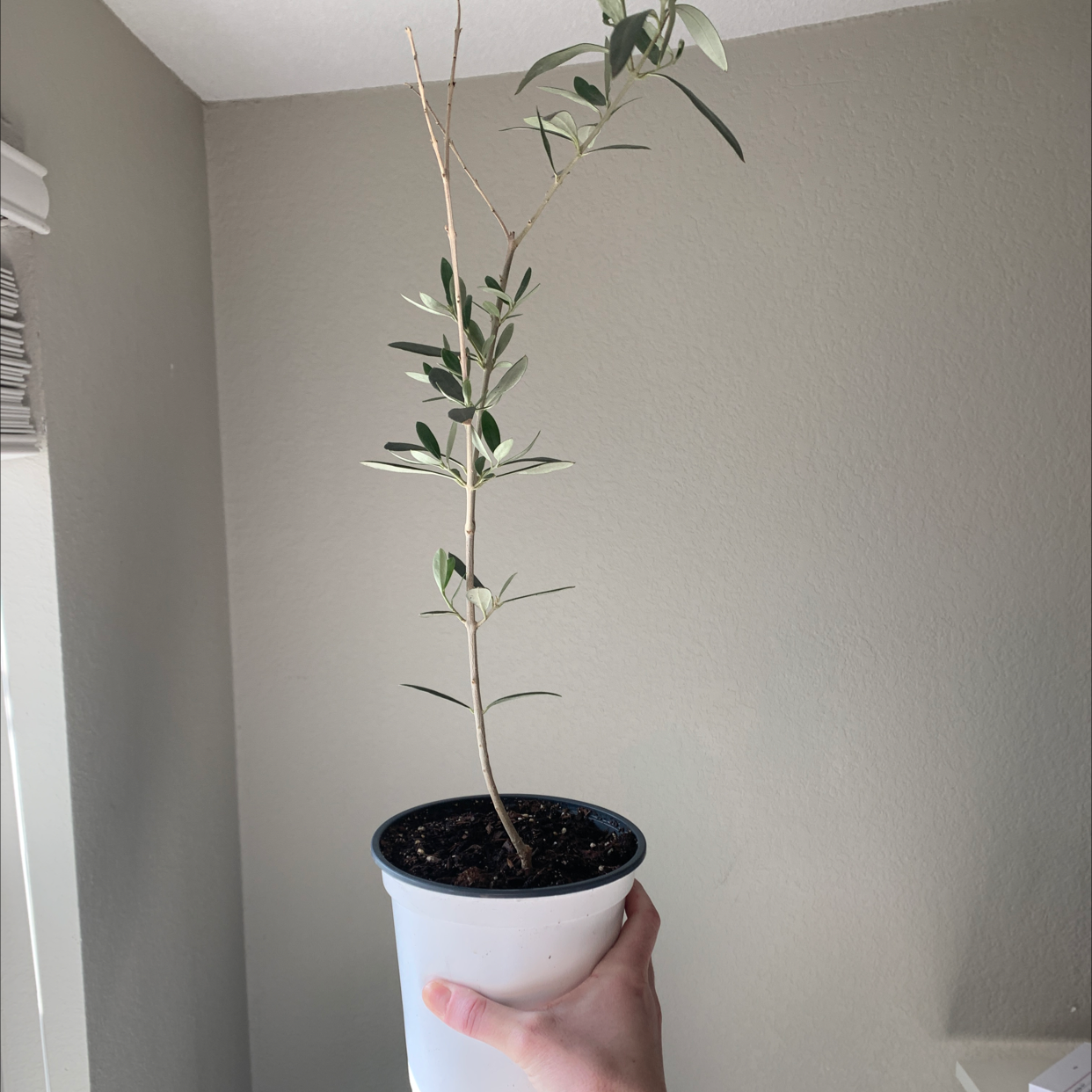 Potted Olive Tree held by a hand, with sparse foliage and visible soil.
