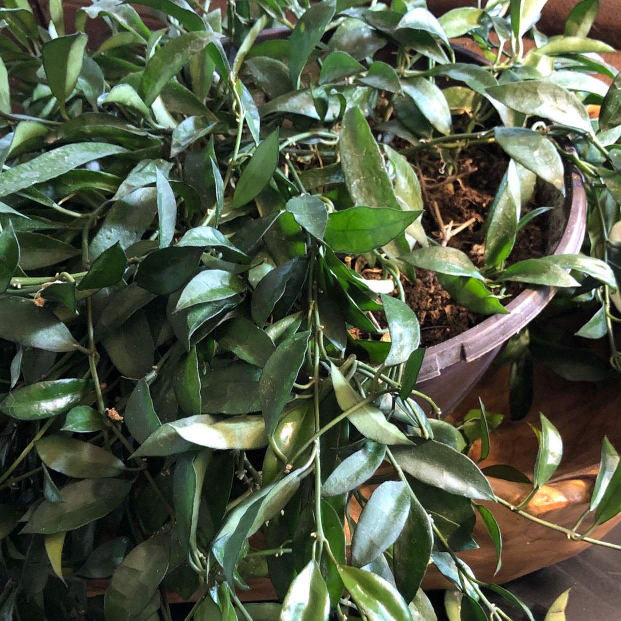 Photo of the plant species Box Holly by Terry named Butch on Greg, the plant care app